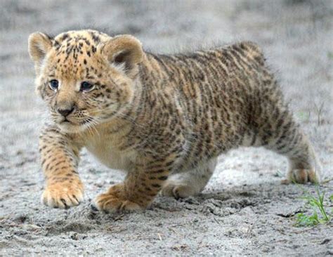 Adorable Liger Cubs Make Their Debut Picture | Liger Cubs Make Their Debut - ABC News