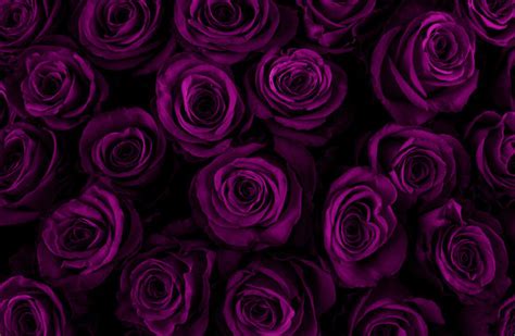 Dark Purple Rose Wallpaper