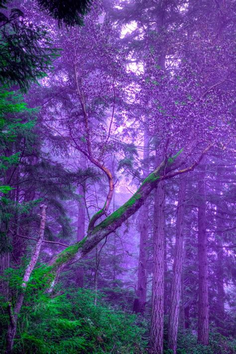 Pin by AuntDD on Purple Lovin & More Colors in 2024 | Beautiful photos of nature, Green ...