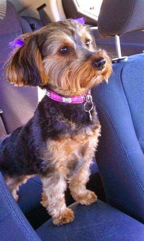 20 best Yorkie Poo Haircuts images by Susan on Pinterest | Yorkie poo ...