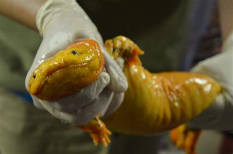 Eastern hellbender, St. Louis Zoo. | This salamander has a v… | Flickr