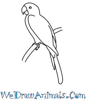 How To Draw A Parrot