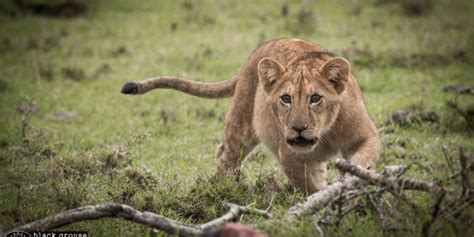 Meet the Lions of the Masai Mara! - The Dodo