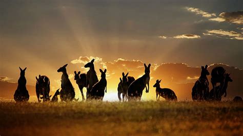 HD wallpaper: kangaroo, sunset | Wallpaper Flare