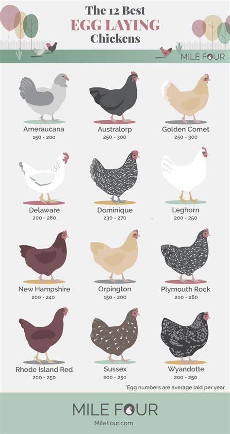 12 Best Egg Laying Chickens [Infographic] - Best Infographics