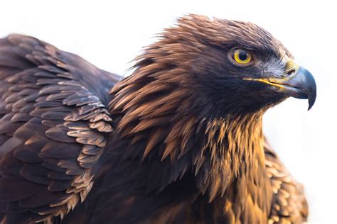 Golden Eagle | San Diego Zoo Animals & Plants