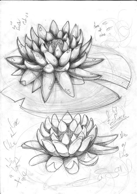 Lotus Flower Pencil Drawing at GetDrawings | Free download