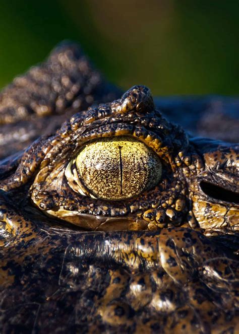 9 Black Caiman Facts: Giant of Ecuador’s Amazon (Melanosuchus Niger) | Latin Roots Travel