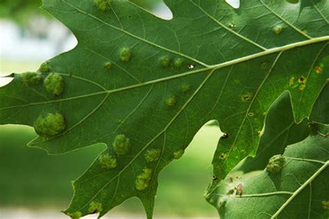 Oak Tree Diseases — Tree Health Solutions