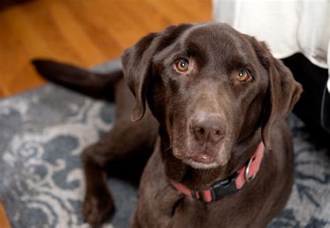 Chocolate Lab Names: A List Of 500+ Best & Most Popular Names | All Things Dogs