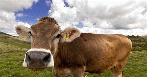 Origin of Modern Cows Traced to Single Herd | WIRED