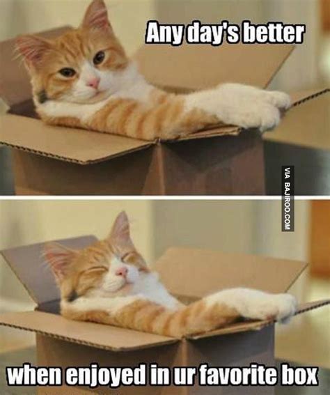 Happy Caturday!! Find your special box and have a great day!! | Cats, Big cat rescue, Cat box