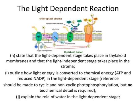 Photosynthesis 5 the light dependent reaction