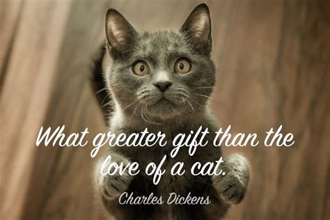 79+ Best Cat Quotes - Famous, Funny & Inspirational Quotes!