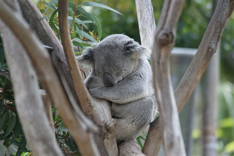 Koala Bear sleeping Photograph by Helene Toro - Fine Art America