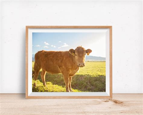 Colorful Cow Portrait Cattle Photography Farm Picture | Etsy