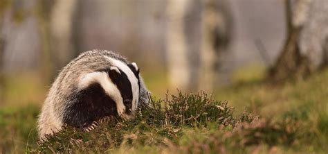 Badger Trust | Badger Wildlife Charity UK