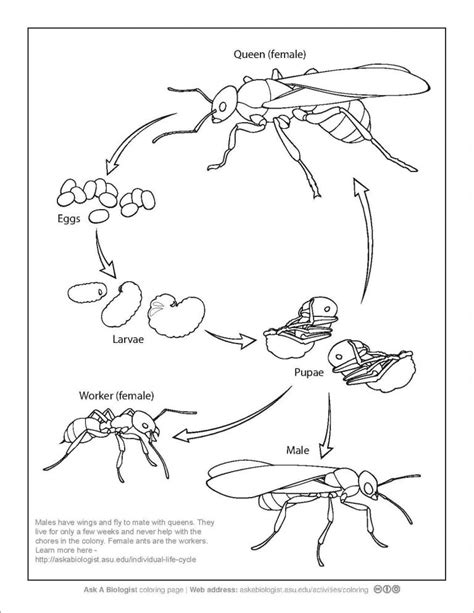 Ant Colony Coloring Page for Kids - ColoringBay