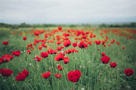 Photo of Poppy Field · Free Stock Photo