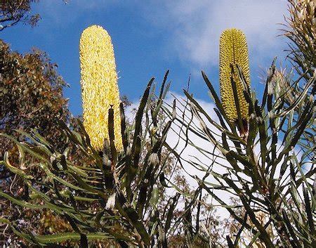 Chaparral Ecosystem | Plants, Animals & Food Web - Lesson | Study.com