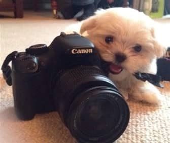 Teacup, Toy & Miniature Maltese Puppies and Dogs