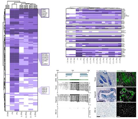 Organoids derived from adult intestinal stem cells are intrinsically ...