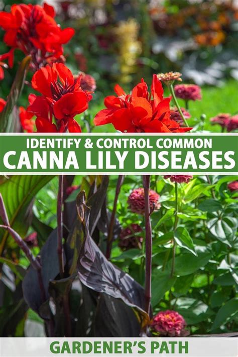 How to Identify and Treat Common Canna Lily Diseases | Gardener’s Path | Canna lily, Flowers ...