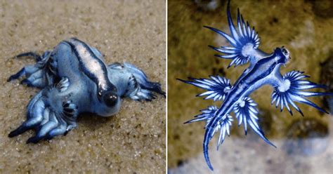 🔥 Glaucus Atlanticus: A Venomous Sea Slug Affectionately Known as a ...