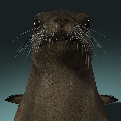 3d model california sea lion fur