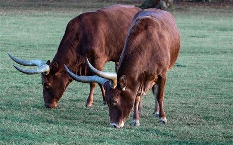 Are watusi cattle good to eat