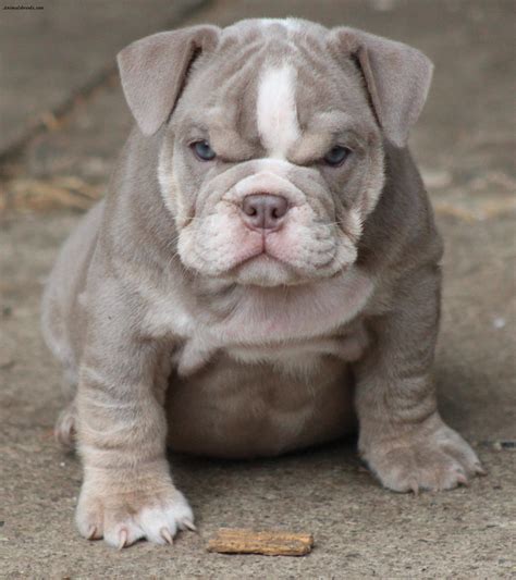 Bulldog - Puppies, Rescue, Pictures, Information, Temperament, Characteristics | Animals Breeds