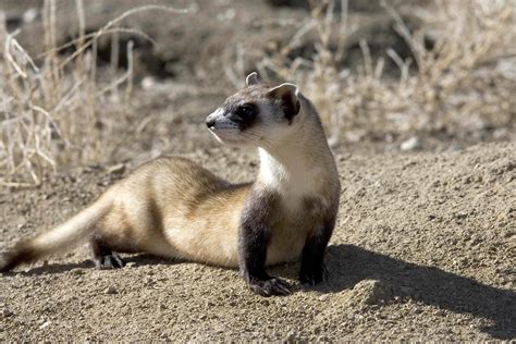 Free picture: black, footed, ferret, picture