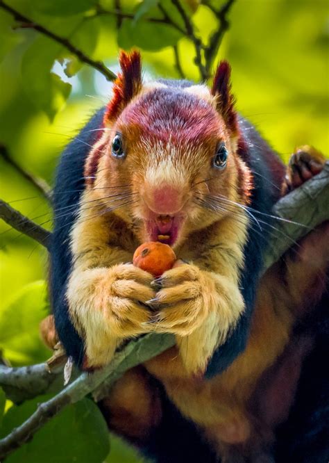 Multicolored Malabar Giant Squirrel photographed in India