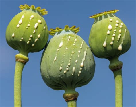 Can eating poppy seeds affect drug test results? An addiction and pain medicine specialist ...