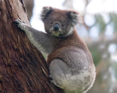 QQ Wallpapers: Animal Koala Bear Free Wallpapers