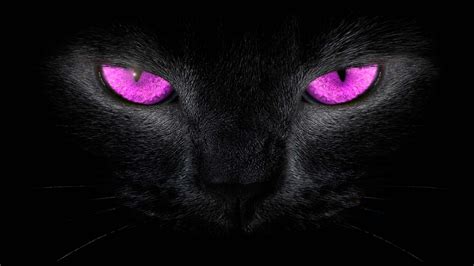 Pink Cat Wallpapers - Top Free Pink Cat Backgrounds - WallpaperAccess