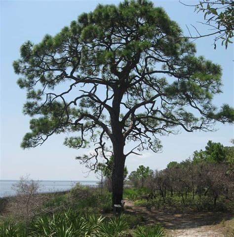 9 Typical Types of Pine Trees in Florida - ProGardenTips