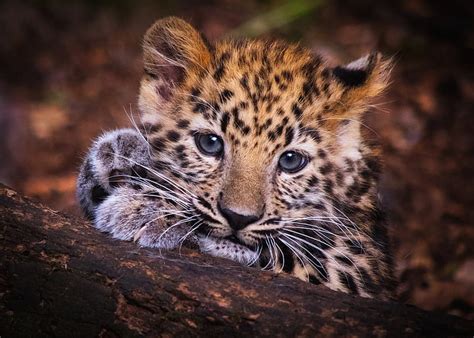 Leopard Cubs Cute