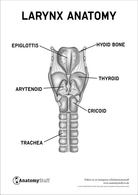 Larynx Anatomy Poster PDF