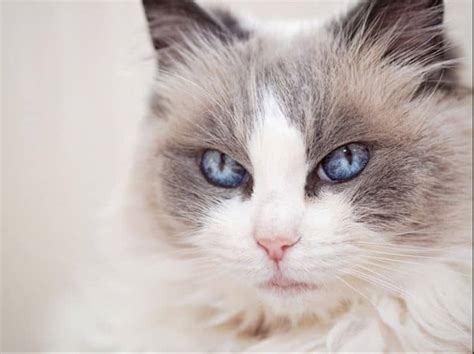 Mèo Ragdoll – Nguồn gốc, đặc điểm, cách chăm sóc và giá mèo Ragdoll ...