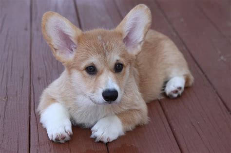 Hypoallergenic Corgi Mix: (Facts, Care, Temperament, Cost) - Pet Spruce