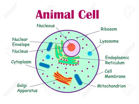 Plant Cell And Animal Cell Diagram Labeled