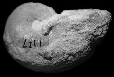 Cincinnatian Fossils and Stratigraphy