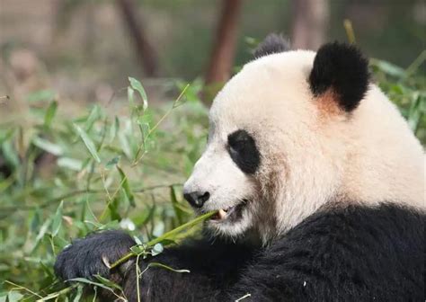 Giant Panda Behavior - AnimalBehaviorCorner