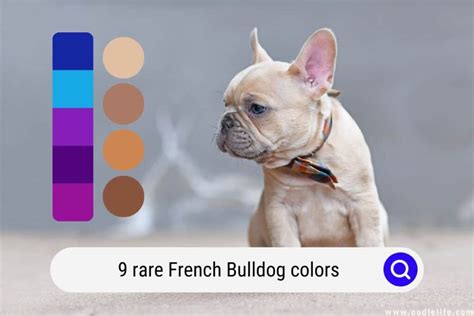 9 RARE French Bulldog Colors (Photos) - Oodle Life