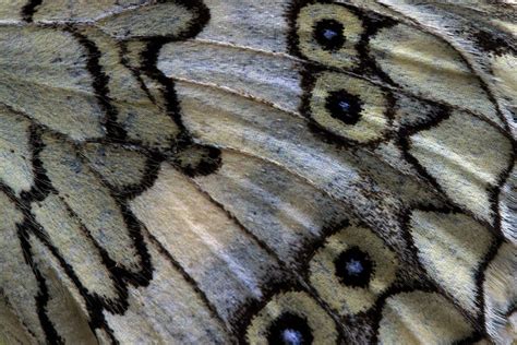 Moth Wings, Insect Wings, Bird Wings, Wings Wallpaper, Butterfly Wallpaper, Iphone Wallpaper ...