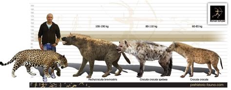 Hyena Size vs Human : r/interestingasfuck