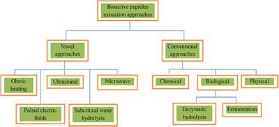 Frontiers | Bioactivities, Applications, Safety, and Health Benefits of Bioactive Peptides From ...