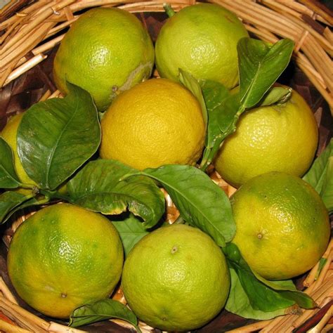 Bergamot orange tree : Citrus bergamia