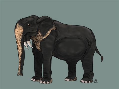 Deinotherium giganteum by Gwyndor on DeviantArt